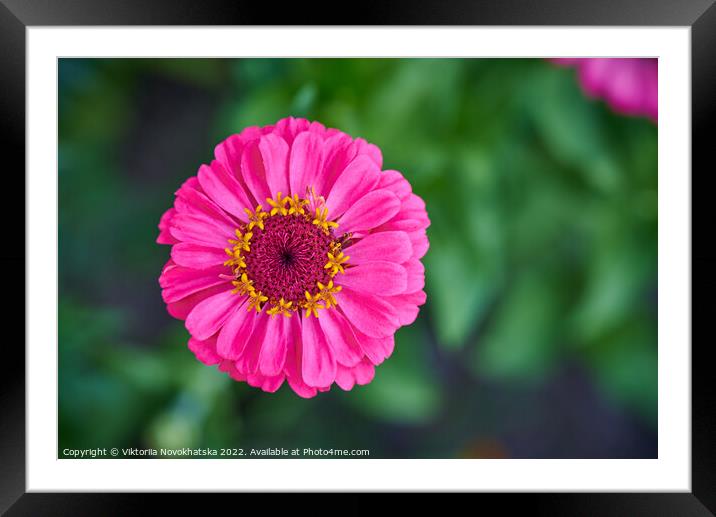 Plant pink flower Framed Mounted Print by Viktoriia Novokhatska