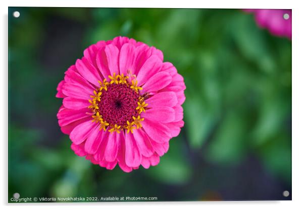 Plant pink flower Acrylic by Viktoriia Novokhatska
