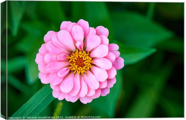 Pink Blossom Canvas Print by Viktoriia Novokhatska