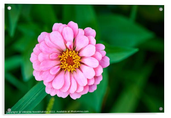 Pink Blossom Acrylic by Viktoriia Novokhatska