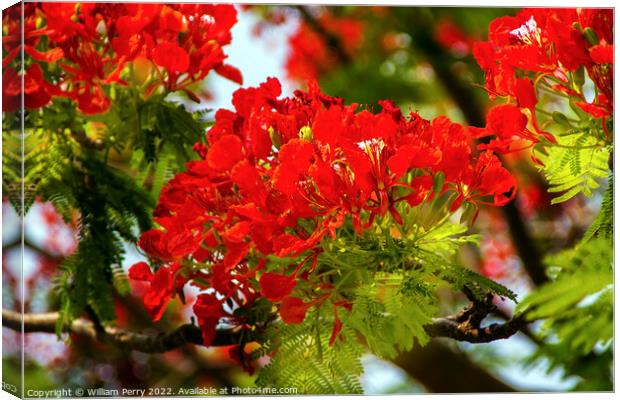Red Flame Tree Delonix Regia Hong Kong Canvas Print by William Perry