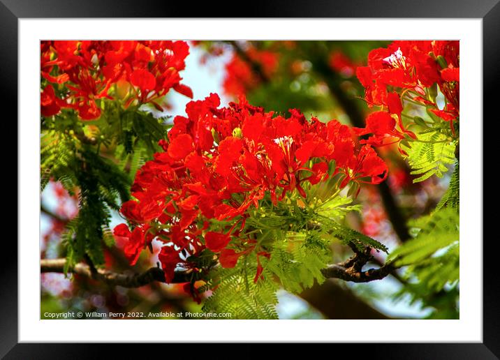 Red Flame Tree Delonix Regia Hong Kong Framed Mounted Print by William Perry