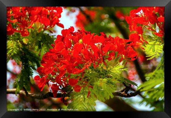 Red Flame Tree Delonix Regia Hong Kong Framed Print by William Perry
