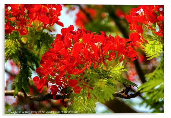 Red Flame Tree Delonix Regia Hong Kong Acrylic by William Perry