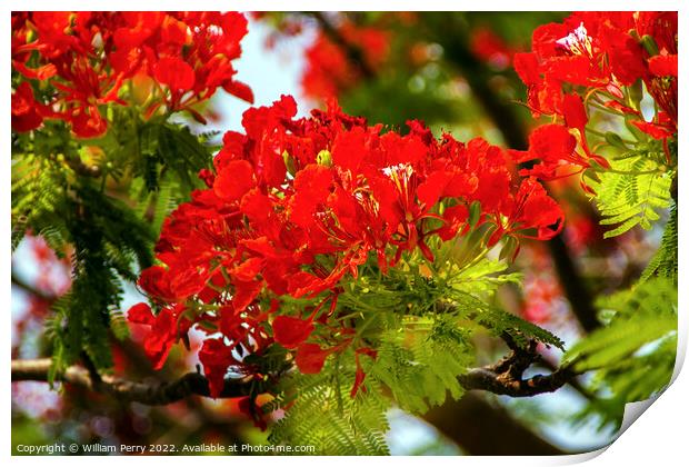 Red Flame Tree Delonix Regia Hong Kong Print by William Perry