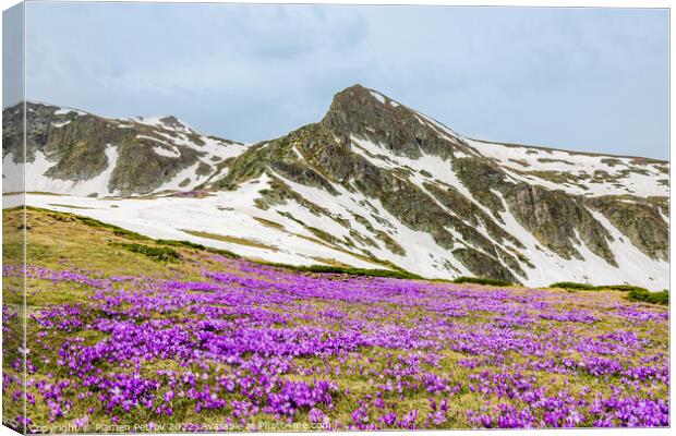Field of mountain wildflowers. Canvas Print by Plamen Petrov