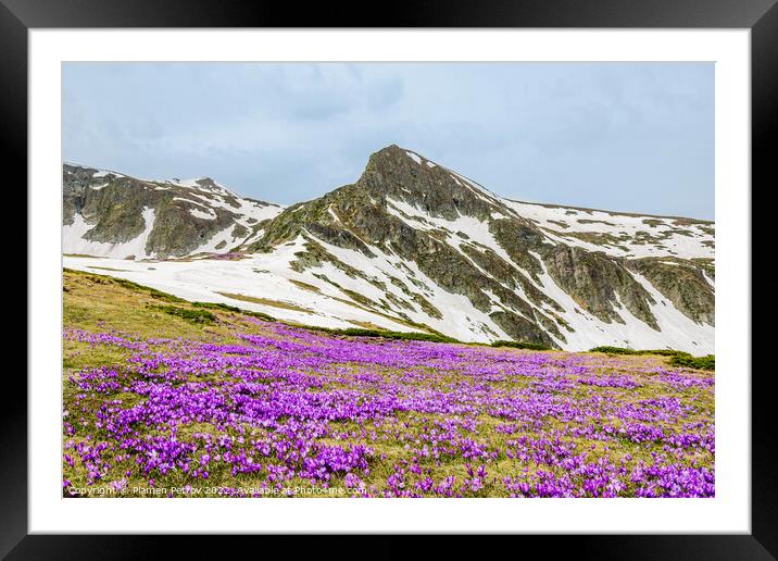 Field of mountain wildflowers. Framed Mounted Print by Plamen Petrov
