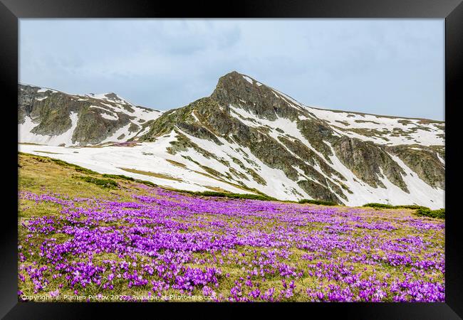 Field of mountain wildflowers. Framed Print by Plamen Petrov