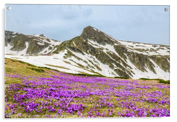Field of mountain wildflowers. Acrylic by Plamen Petrov