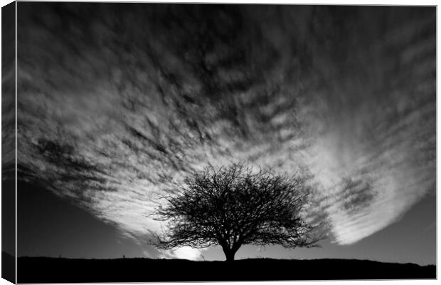 Tree and clouds Canvas Print by Simon Johnson