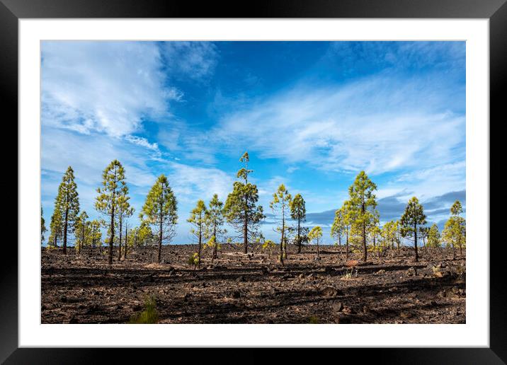 Canarian pine trees in a row, Tenerife Framed Mounted Print by Phil Crean