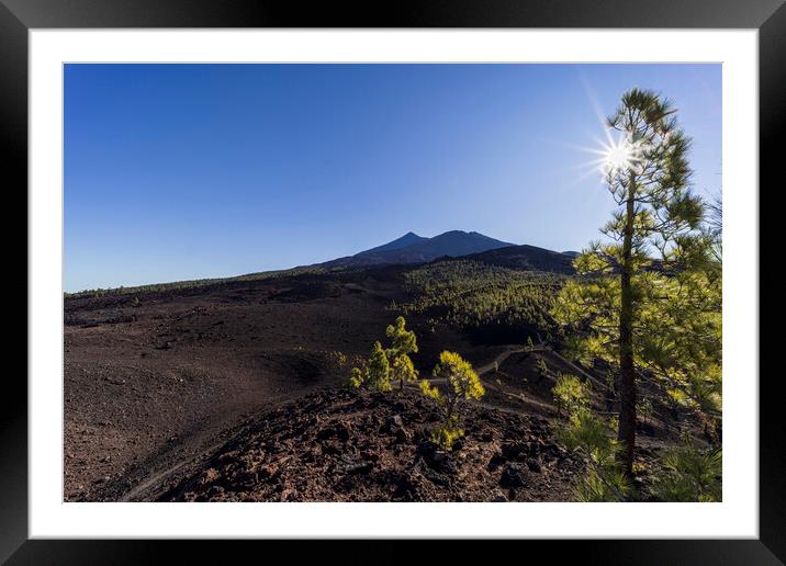 Sunburst through Canarian pine and mount Teide Framed Mounted Print by Phil Crean