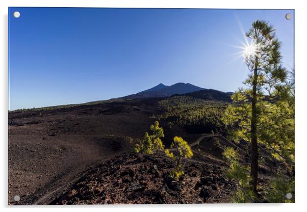Sunburst through Canarian pine and mount Teide Acrylic by Phil Crean