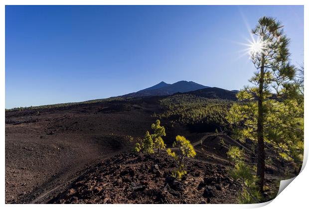 Sunburst through Canarian pine and mount Teide Print by Phil Crean