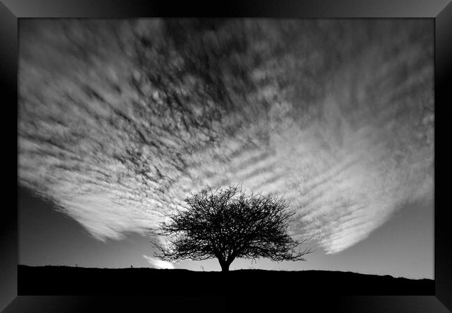 Tree silhouette  Framed Print by Simon Johnson