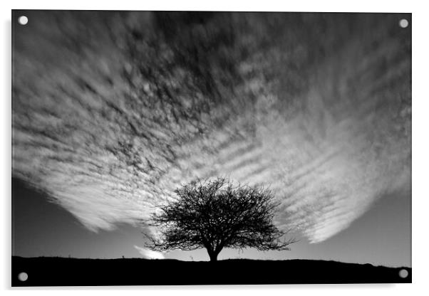 Tree silhouette  Acrylic by Simon Johnson