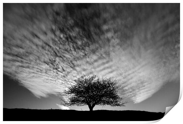 Tree silhouette  Print by Simon Johnson
