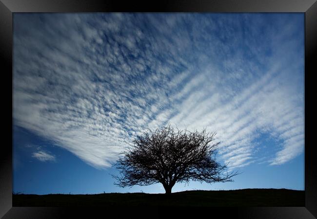 Tree silhouette Framed Print by Simon Johnson