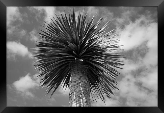 Drago tree Tenerife Framed Print by Phil Crean