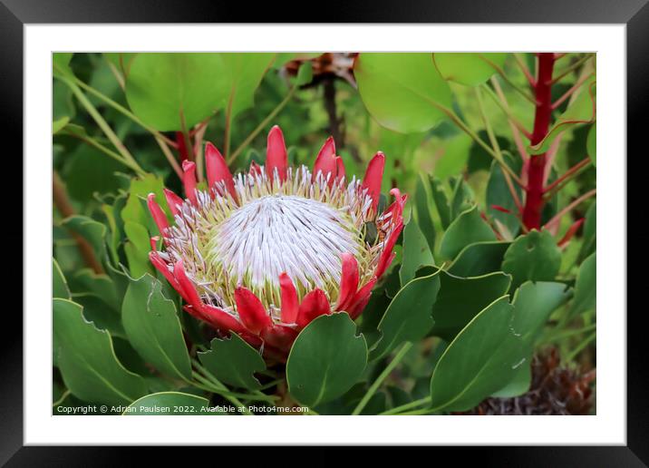 Large red Protea Framed Mounted Print by Adrian Paulsen