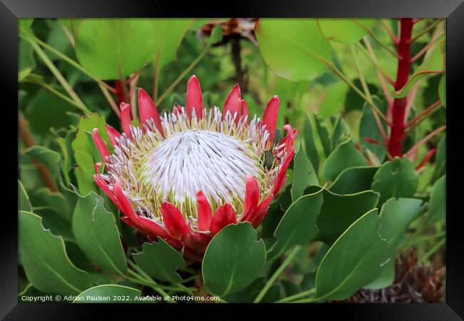 Large red Protea Framed Print by Adrian Paulsen