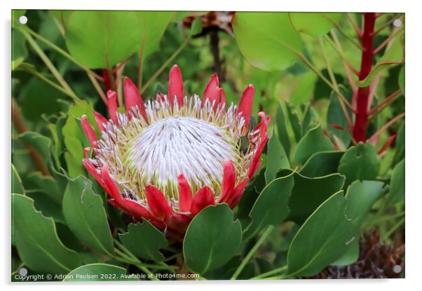 Large red Protea Acrylic by Adrian Paulsen