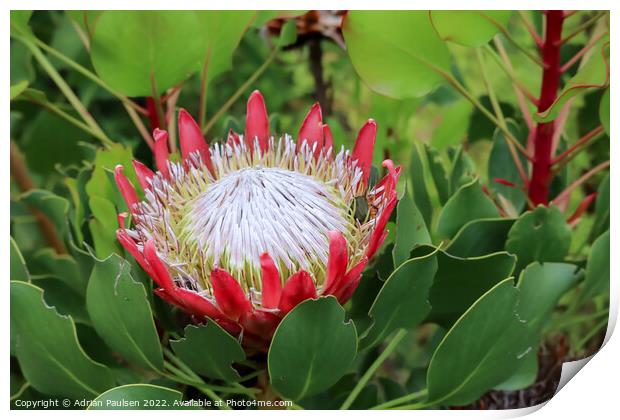 Large red Protea Print by Adrian Paulsen