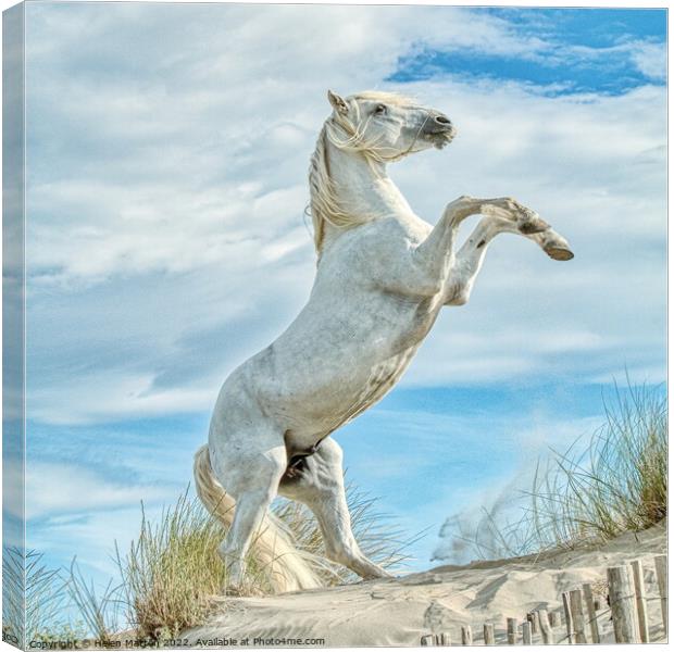 Camargue White Stallion Horse rearing 1 colour Canvas Print by Helkoryo Photography