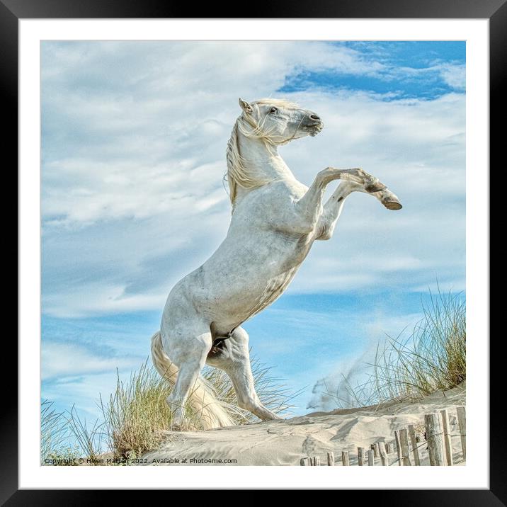 Camargue White Stallion Horse rearing 1 colour Framed Mounted Print by Helkoryo Photography
