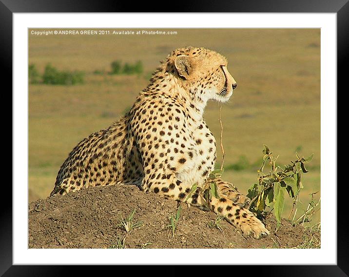 GAZING CHEETAH Framed Mounted Print by ANDREA GREEN
