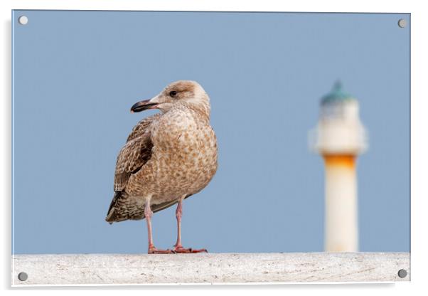 Young Herring Gull on Pier Acrylic by Arterra 