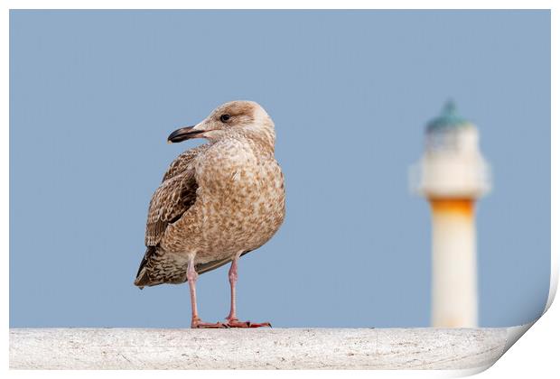 Young Herring Gull on Pier Print by Arterra 