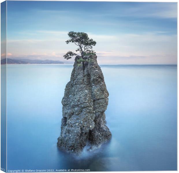 Pine tree on the rock. Long exposure. Portofino, Italy Canvas Print by Stefano Orazzini