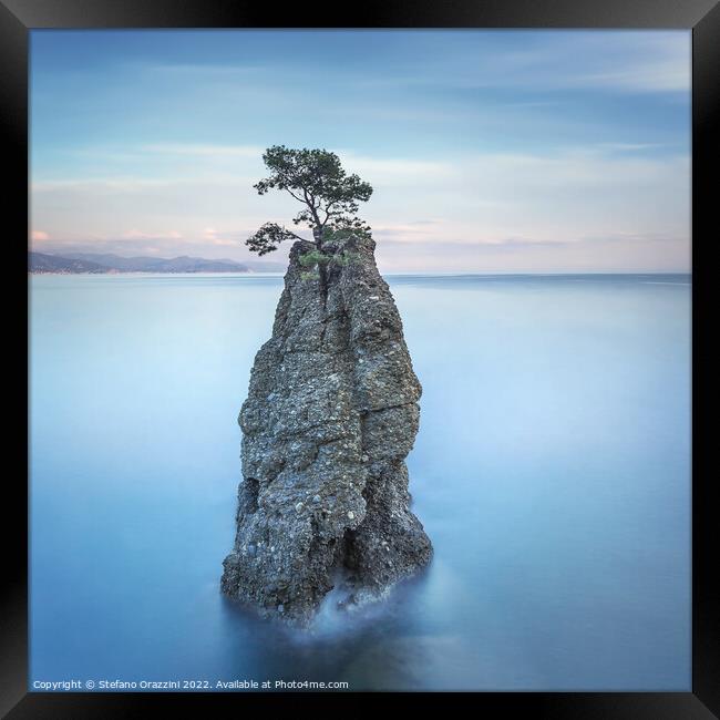 Pine tree on the rock. Long exposure. Portofino, Italy Framed Print by Stefano Orazzini