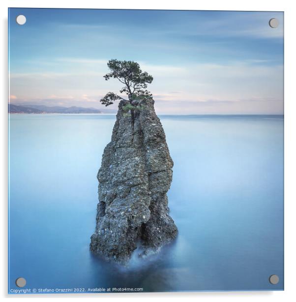 Pine tree on the rock. Long exposure. Portofino, Italy Acrylic by Stefano Orazzini