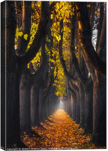 Lucca, autumn foliage in tree-lined walkway. Tuscany, Italy. Canvas Print by Stefano Orazzini