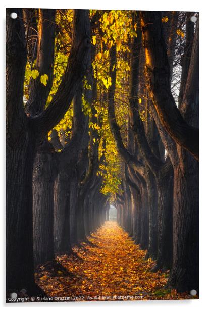 Lucca, autumn foliage in tree-lined walkway. Tuscany, Italy. Acrylic by Stefano Orazzini