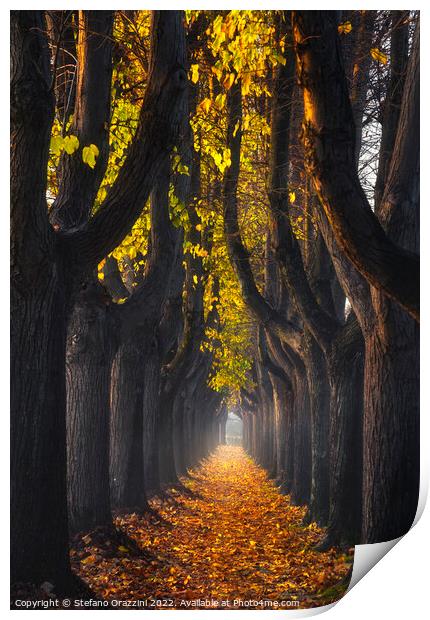 Lucca, autumn foliage in tree-lined walkway. Tuscany, Italy. Print by Stefano Orazzini