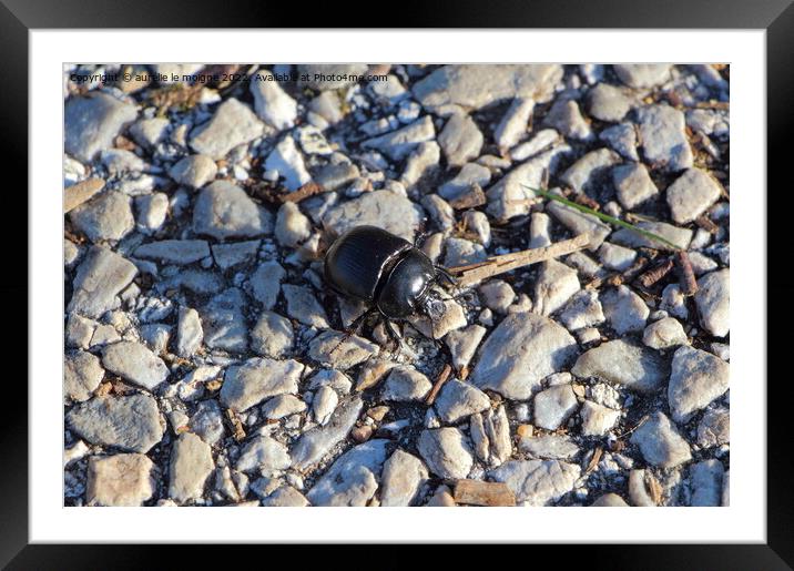 Black beetle on a pathway Framed Mounted Print by aurélie le moigne