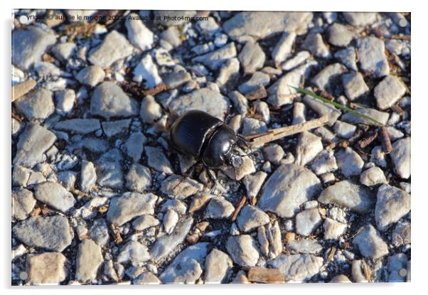 Black beetle on a pathway Acrylic by aurélie le moigne