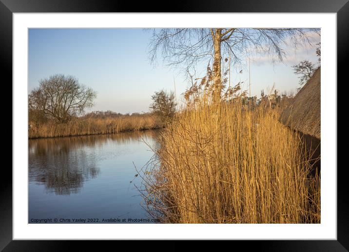 Golden Reeds on the river Framed Mounted Print by Chris Yaxley