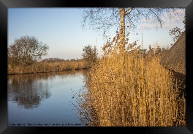 Golden Reeds on the river Framed Print by Chris Yaxley