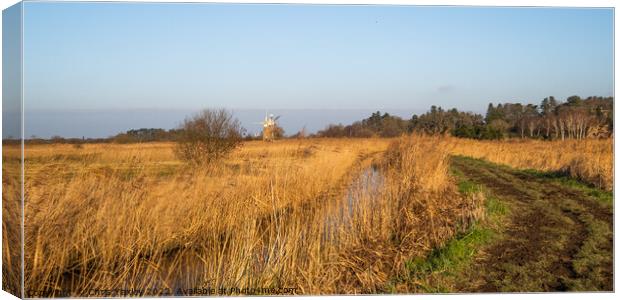 Norfolk reed bed Canvas Print by Chris Yaxley