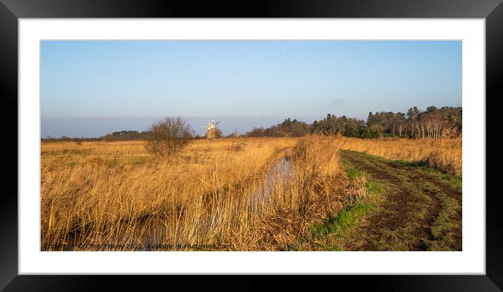Norfolk reed bed Framed Mounted Print by Chris Yaxley