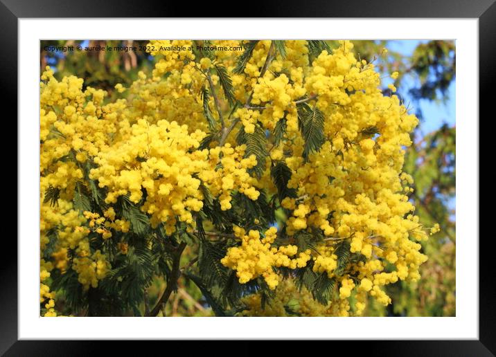 Branch of mimosa tree Framed Mounted Print by aurélie le moigne