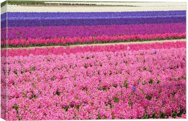 Field of purple, pink and white hyacinth Canvas Print by aurélie le moigne