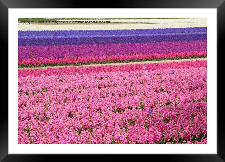 Field of purple, pink and white hyacinth Framed Mounted Print by aurélie le moigne