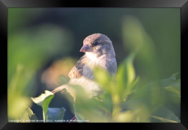 A sparrow perched on a branch Framed Print by Michael bryant Tiptopimage