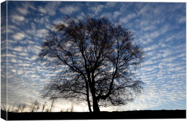 Tree and sky Canvas Print by Simon Johnson