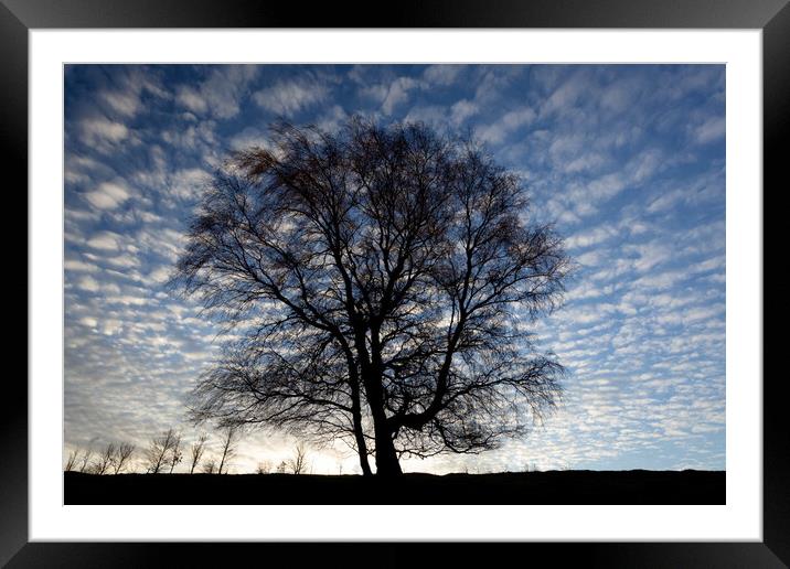 Tree and sky Framed Mounted Print by Simon Johnson